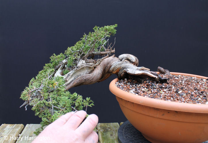 juniper bonsai deadwood